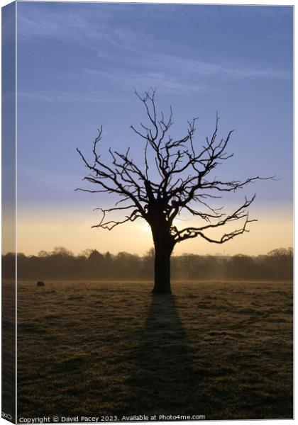 Misty Tree Canvas Print by David Pacey