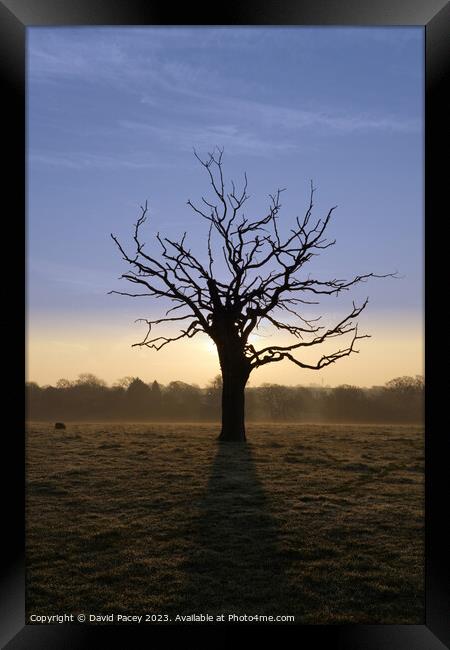 Misty Tree Framed Print by David Pacey