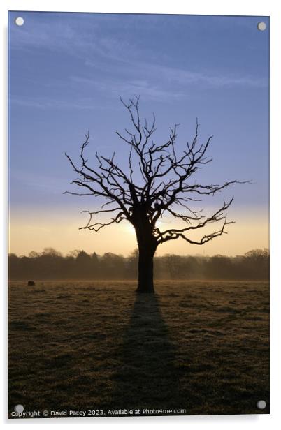 Misty Tree Acrylic by David Pacey