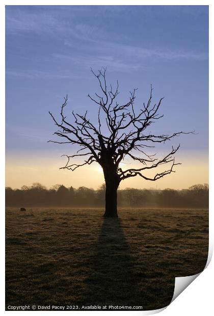 Misty Tree Print by David Pacey