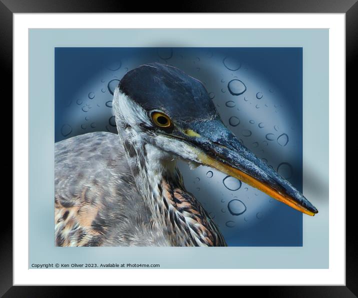 Blue Heron Framed Mounted Print by Ken Oliver
