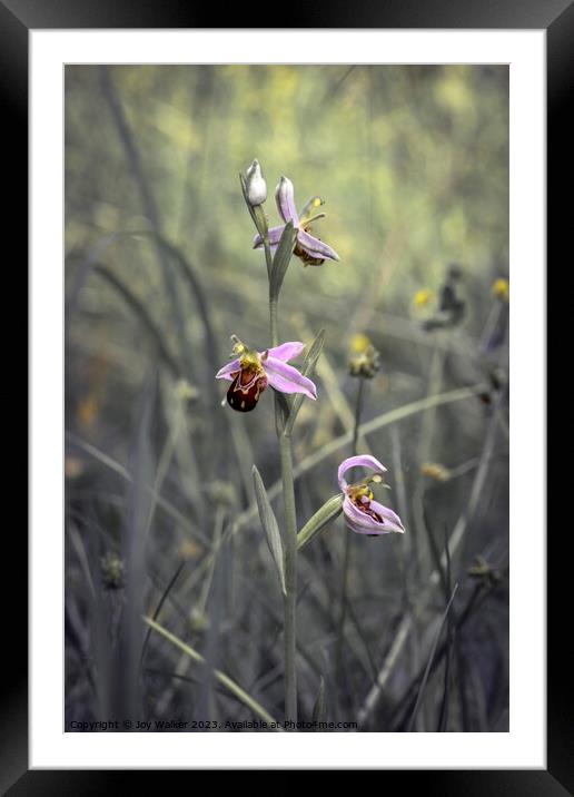 A wild bee orchid growing in a meadow.  Framed Mounted Print by Joy Walker