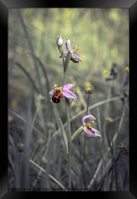 A wild bee orchid growing in a meadow.  Framed Print by Joy Walker