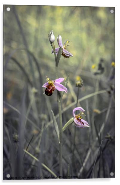 A wild bee orchid growing in a meadow.  Acrylic by Joy Walker
