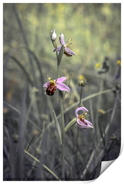 A wild bee orchid growing in a meadow.  Print by Joy Walker