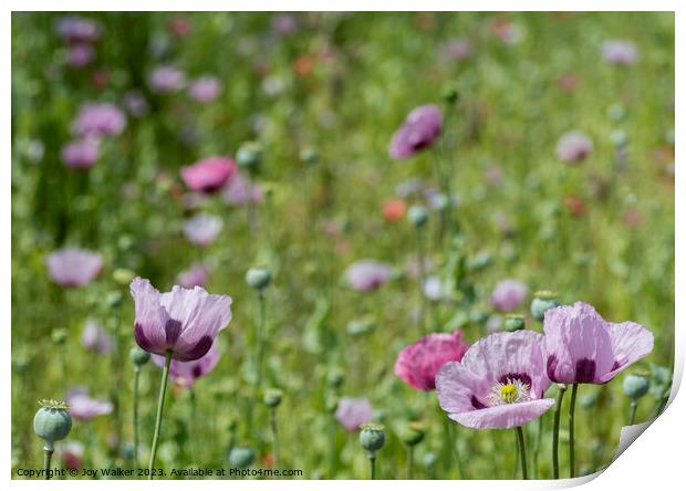 A field of poppies in various colors Print by Joy Walker