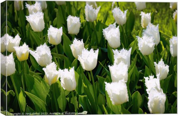 White Tulip Serenity - CR2305-9171-ORT Canvas Print by Jordi Carrio