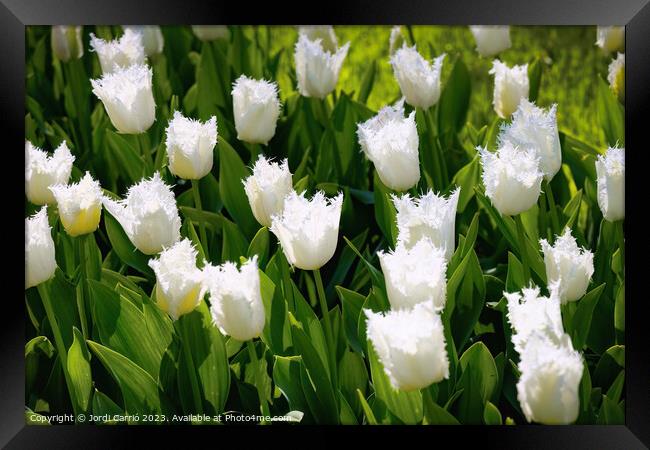 White Tulip Serenity - CR2305-9171-ORT Framed Print by Jordi Carrio