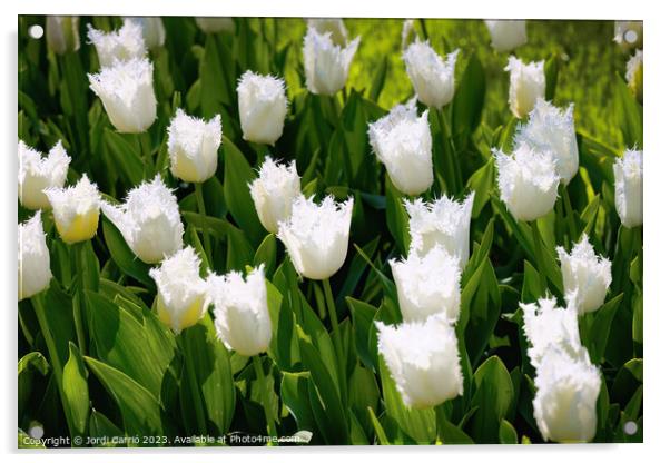 White Tulip Serenity - CR2305-9171-ORT Acrylic by Jordi Carrio