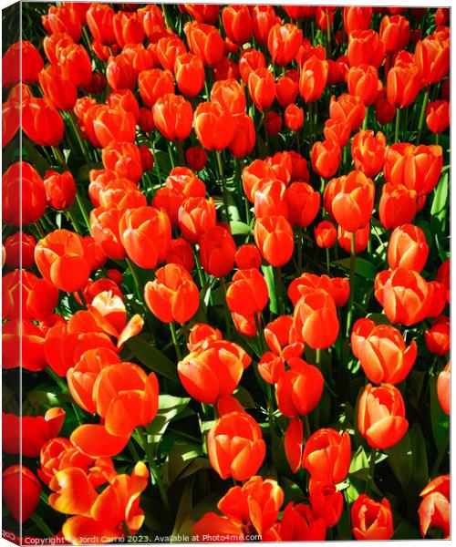 Crimson colored tulips - CR2305-9189-ORT.tif Canvas Print by Jordi Carrio