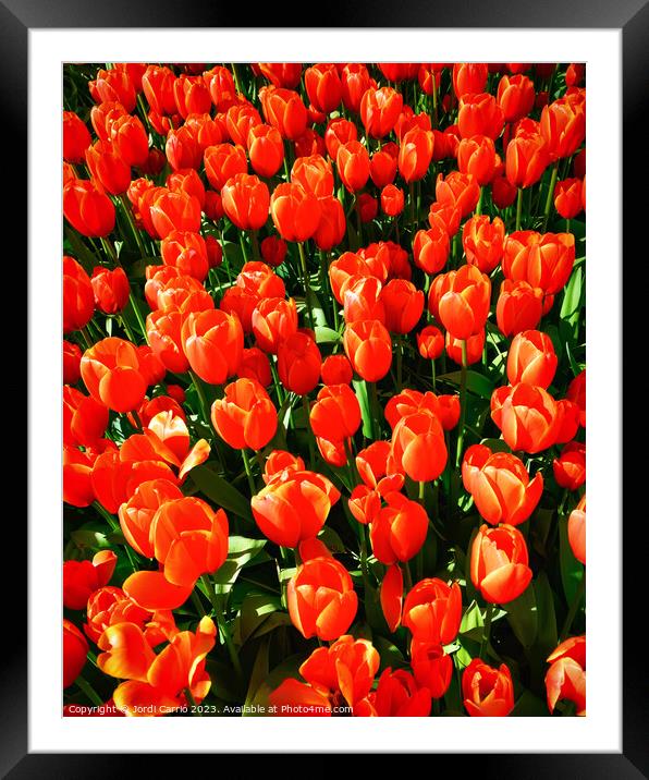 Crimson colored tulips - CR2305-9189-ORT.tif Framed Mounted Print by Jordi Carrio