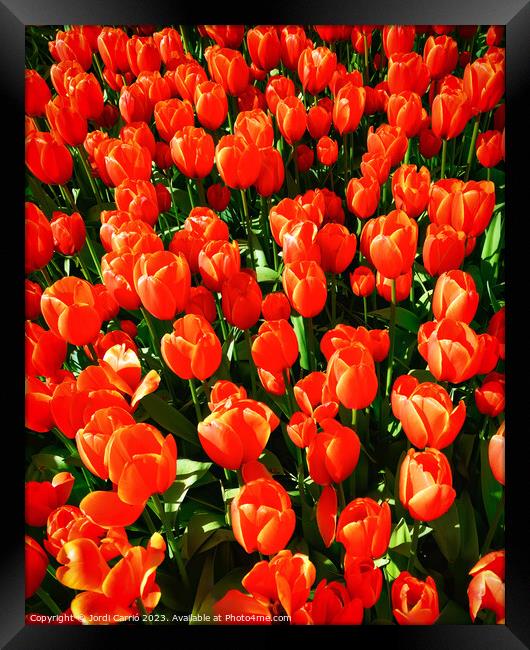 Crimson colored tulips - CR2305-9189-ORT.tif Framed Print by Jordi Carrio