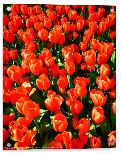 Crimson colored tulips - CR2305-9189-ORT.tif Acrylic by Jordi Carrio
