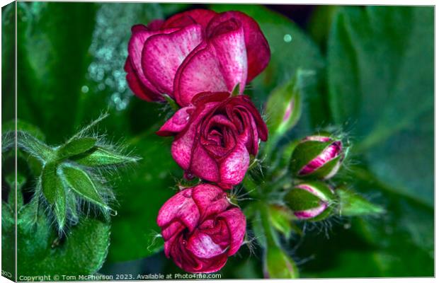 Ephemeral Elegance: The Enchanting Peonies Canvas Print by Tom McPherson