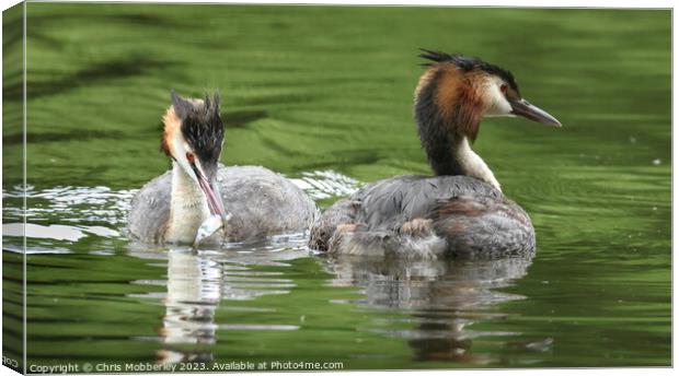 Great crested grebe Canvas Print by Chris Mobberley