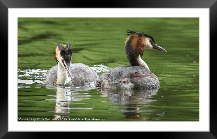 Great crested grebe Framed Mounted Print by Chris Mobberley