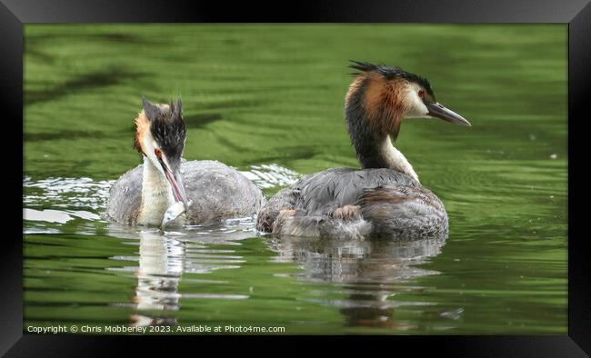 Great crested grebe Framed Print by Chris Mobberley