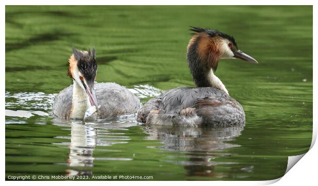 Great crested grebe Print by Chris Mobberley