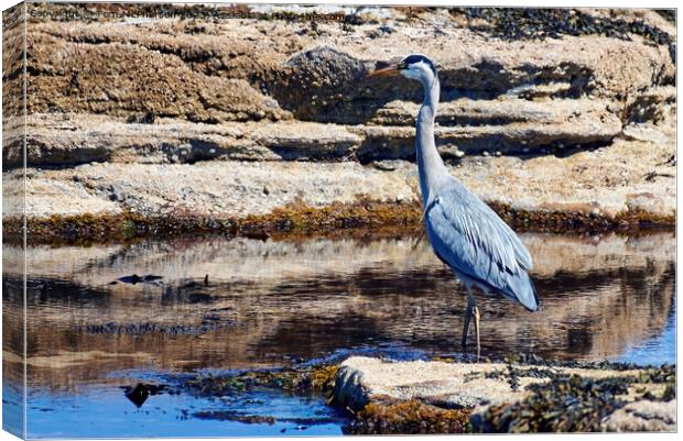"Graceful Grey Heron in Serene Sunset" Canvas Print by Tom McPherson