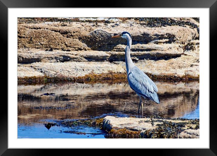 "Graceful Grey Heron in Serene Sunset" Framed Mounted Print by Tom McPherson