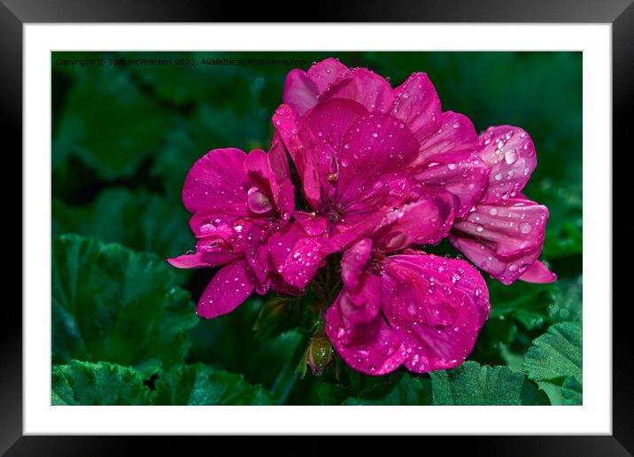 "Ethereal Beauty: Captivating Peony Roses" Framed Mounted Print by Tom McPherson