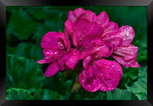 "Ethereal Beauty: Captivating Peony Roses" Framed Print by Tom McPherson