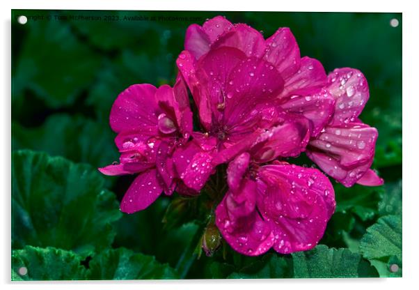 "Ethereal Beauty: Captivating Peony Roses" Acrylic by Tom McPherson