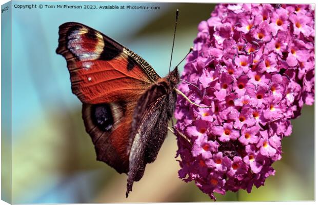 Vibrant Peacock Butterfly Perched on Flower Canvas Print by Tom McPherson