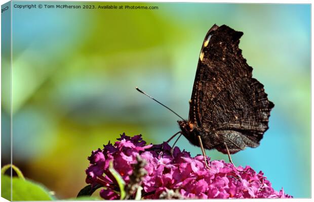 Enchanting Peacock Butterfly: A Mesmerizing Vision Canvas Print by Tom McPherson