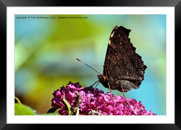 Enchanting Peacock Butterfly: A Mesmerizing Vision Framed Mounted Print by Tom McPherson