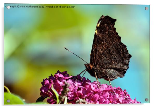 Enchanting Peacock Butterfly: A Mesmerizing Vision Acrylic by Tom McPherson