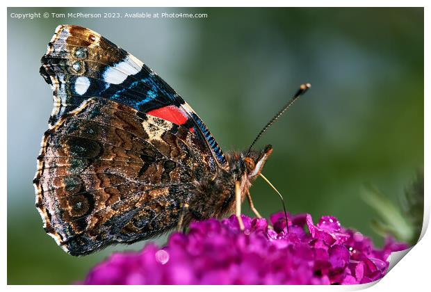 "Eyespot Symphony: The Enigmatic Peacock Butterfly Print by Tom McPherson