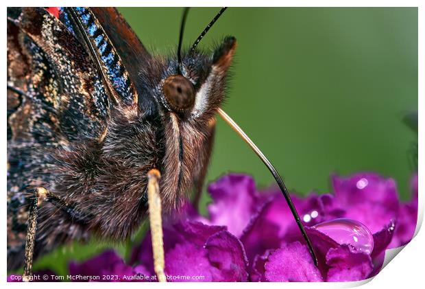 "Enchanting Dance of the Peacock Butterfly" Print by Tom McPherson