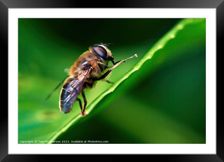 A Graceful Dance of Nature's Pollinator Framed Mounted Print by Tom McPherson
