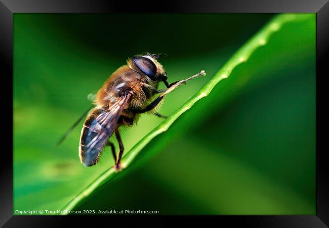 A Graceful Dance of Nature's Pollinator Framed Print by Tom McPherson