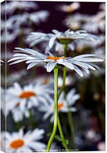Ethereal Beauty of Oxeye Daisies Canvas Print by Tom McPherson