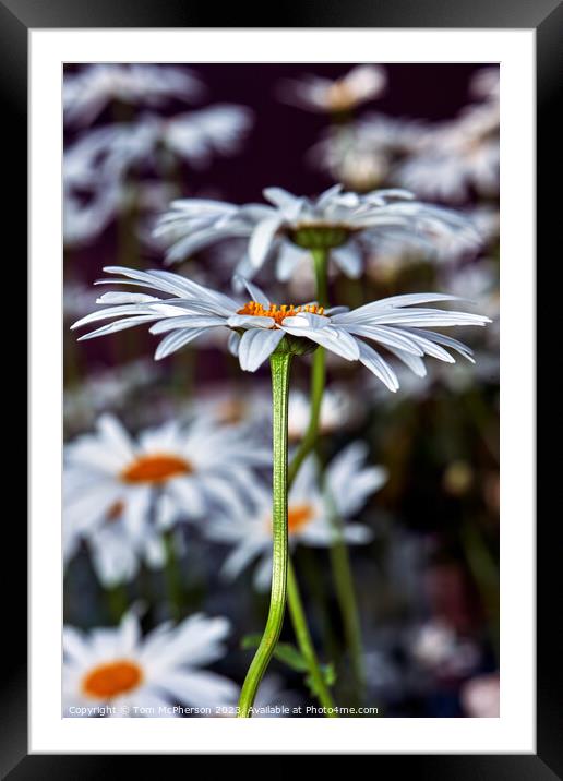 Ethereal Beauty of Oxeye Daisies Framed Mounted Print by Tom McPherson