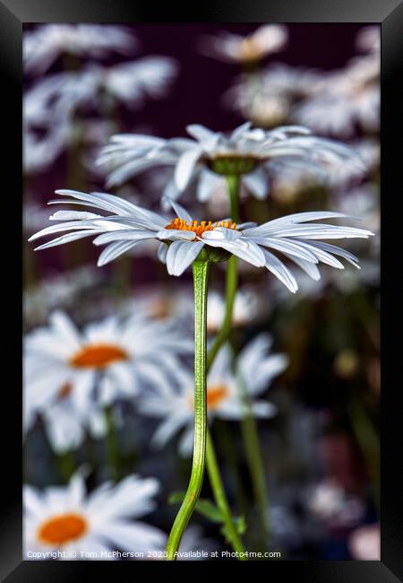 Ethereal Beauty of Oxeye Daisies Framed Print by Tom McPherson