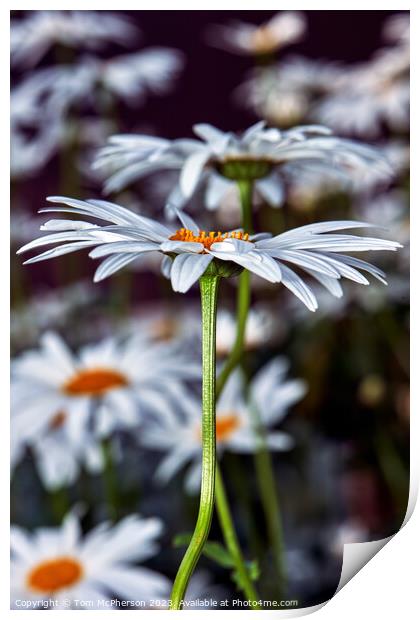 Ethereal Beauty of Oxeye Daisies Print by Tom McPherson