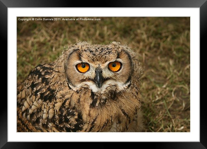 Young Owl Framed Mounted Print by Colin Daniels