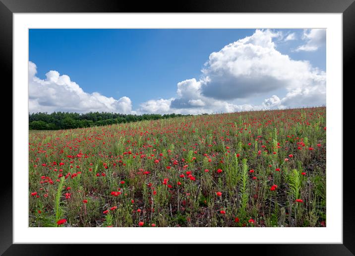 A Field of Poppies Framed Mounted Print by Apollo Aerial Photography