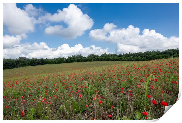 Field of Poppies Print by Apollo Aerial Photography