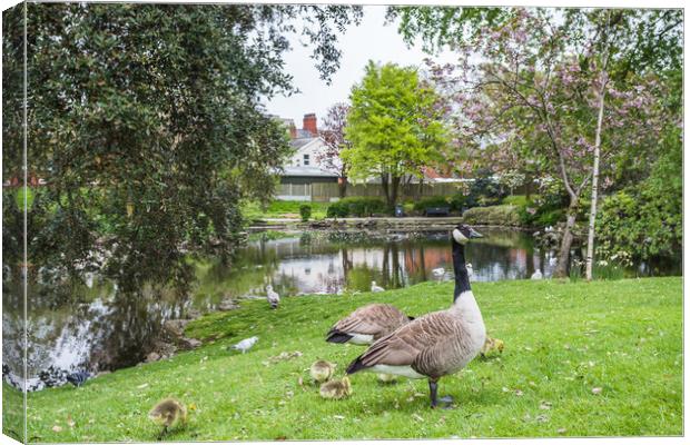 Geese with their gosling chicks at Ashton Gardens in Lytham St A Canvas Print by Jason Wells