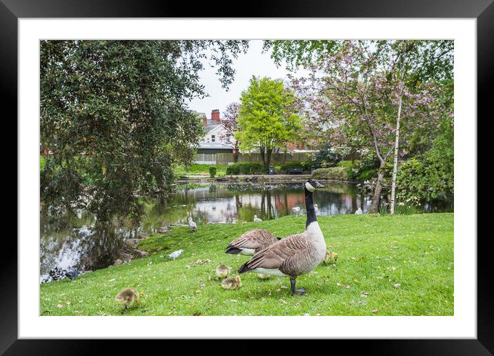 Geese with their gosling chicks at Ashton Gardens in Lytham St A Framed Mounted Print by Jason Wells