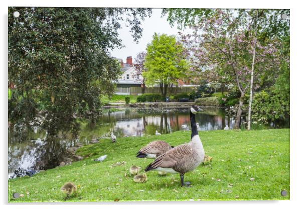 Geese with their gosling chicks at Ashton Gardens in Lytham St A Acrylic by Jason Wells