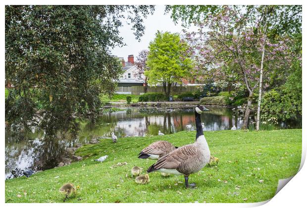 Geese with their gosling chicks at Ashton Gardens in Lytham St A Print by Jason Wells