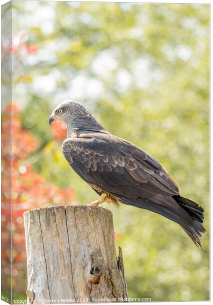 Black Kite Resting In The Afternoon Sun  Canvas Print by Darren Wilkes