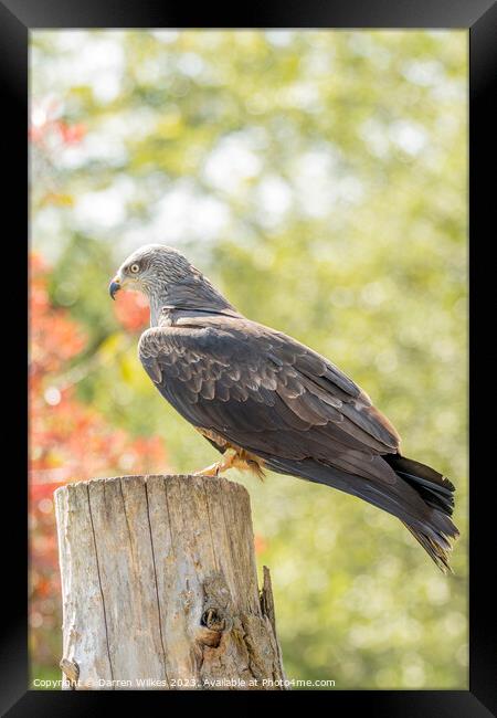 Black Kite Resting In The Afternoon Sun  Framed Print by Darren Wilkes