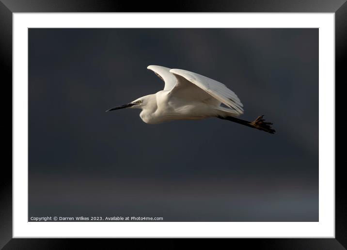 Little Egret In Flight  Framed Mounted Print by Darren Wilkes