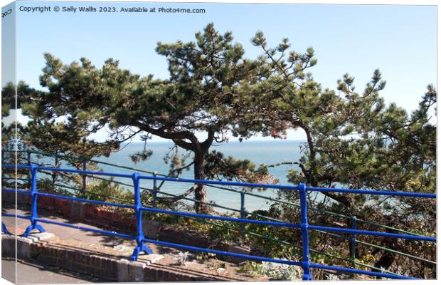 blue railings and pine trees Canvas Print by Sally Wallis